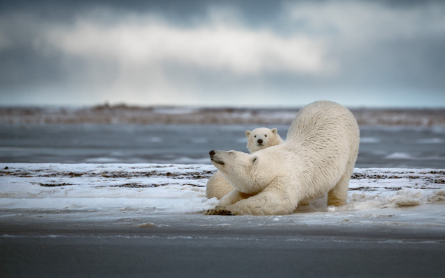 Polar bears playing beach cloudy free wallpaper - medium preview image