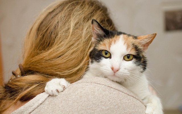 Cat shoulder portrait serious blurry free wallpaper - medium preview image