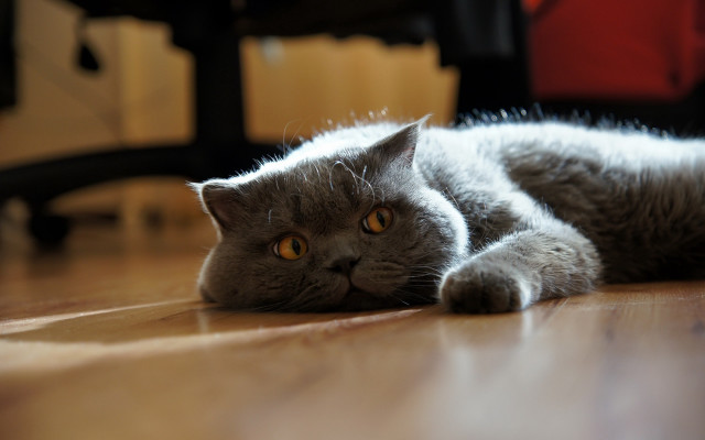 Gray cat curious laying photorealistic free wallpaper - medium preview image