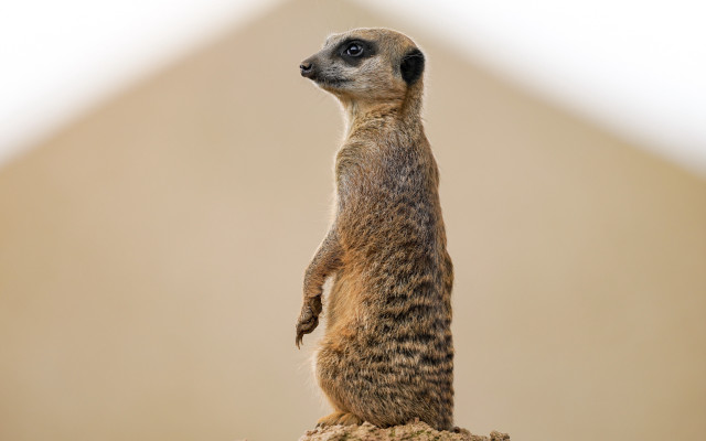 Meerkat rock tiltshift light background free wallpaper - medium preview image