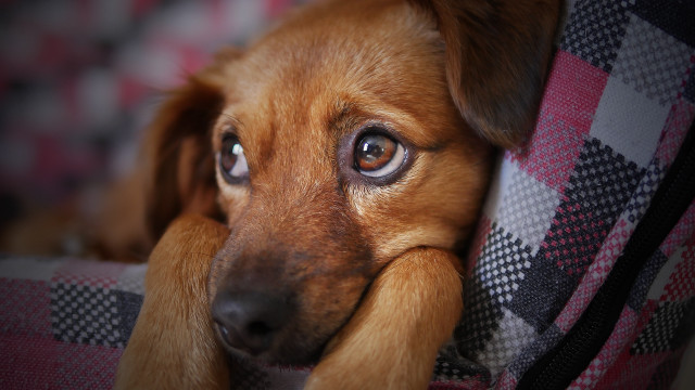 Dog head couch cushion sad free wallpaper - medium preview image