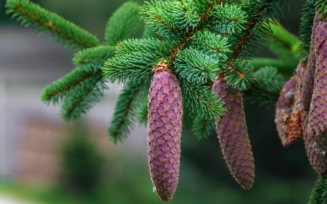 Pine cones house nature blurry free wallpaper - medium preview image