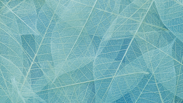 Blue leaf pattern foliage macro free wallpaper - medium preview image