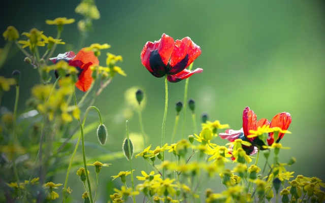 Red yellow flower field impressionist free wallpaper - medium preview image
