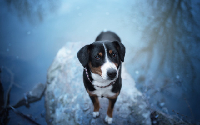 Dog rock snow tree nature free wallpaper - medium preview image
