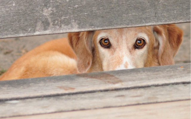Dog fence peeking photorealistic traditional free wallpaper - medium preview image