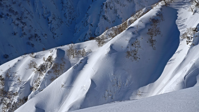 Skiing snow mountain forest winter free wallpaper - medium preview image