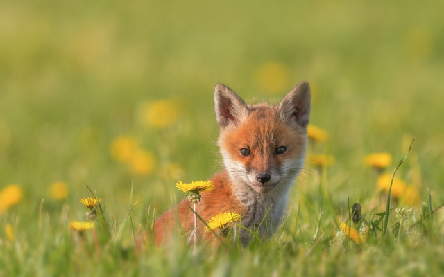 Small fox cub field flower free wallpaper - medium preview image