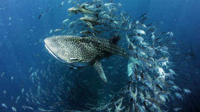 Whale fish ocean night starry free wallpaper - medium preview image