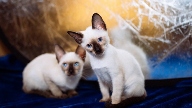 Siamese cats blue blanket blurry free wallpaper - medium preview image
