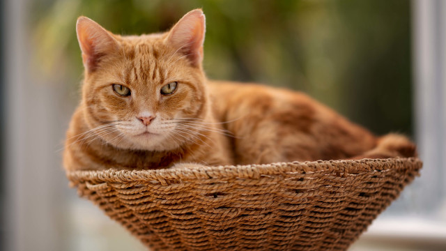 Sad cat basket photorealistic blurry free wallpaper - medium preview image