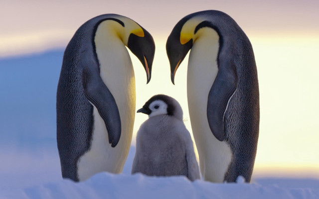 Penguin snow berndfasching birds blurry free wallpaper - medium preview image
