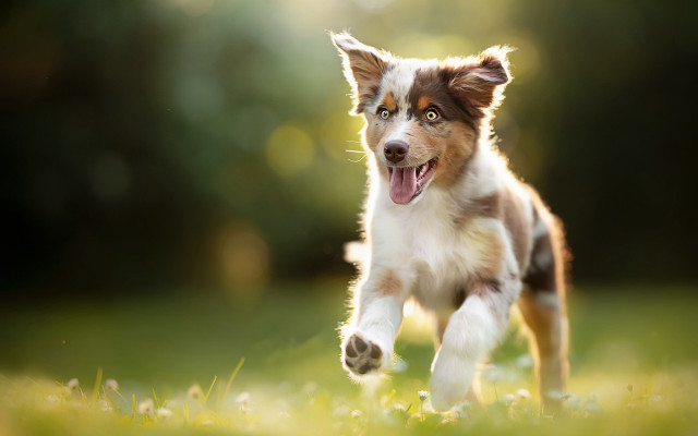Dog running shiba inu tongue free wallpaper - medium preview image