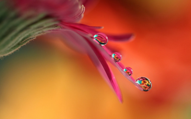 Flower water droplets macro blurry #4 free wallpaper - medium preview image