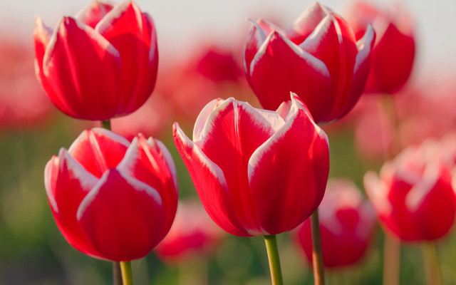 Red flowers white foreground blurry free wallpaper - medium preview image