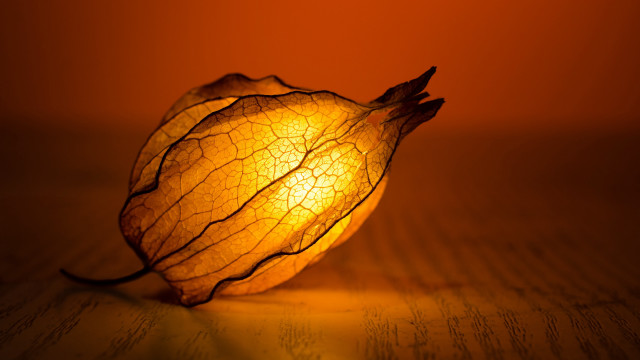 Radiant light table leaf center free wallpaper - medium preview image