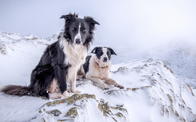 Dog snow mountain illusion blackwhite free wallpaper - medium preview image