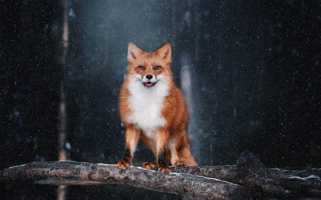 Red fox snow falling illustration free wallpaper - medium preview image