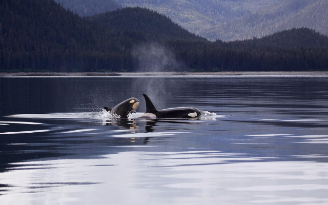 Orca lake mountains fog wildlife free wallpaper - medium preview image