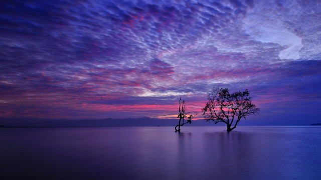 Lone tree lake sunset mystical free wallpaper - medium preview image