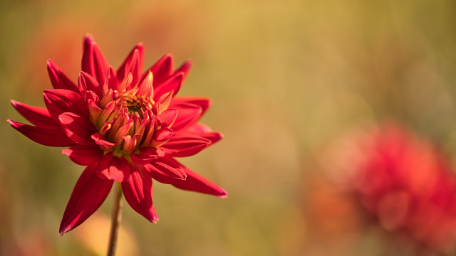 Red flower macro blurry background #5 free wallpaper - medium preview image