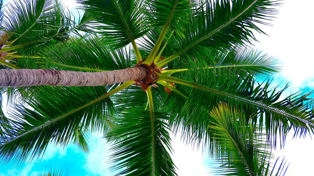 Palm tree leaves clouds beach free wallpaper - medium preview image