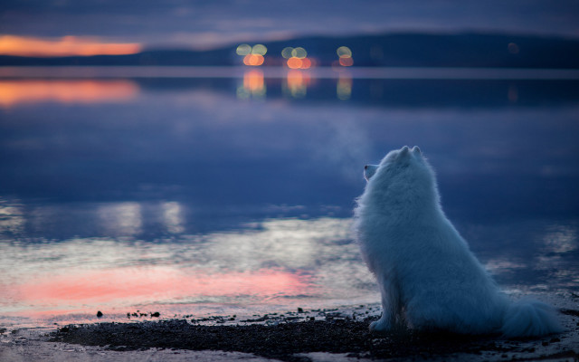 White dog beach ocean night free wallpaper - medium preview image