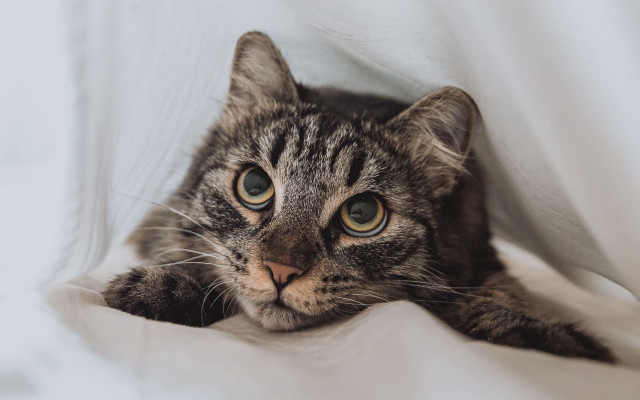 Cat laying on bed white free wallpaper - medium preview image