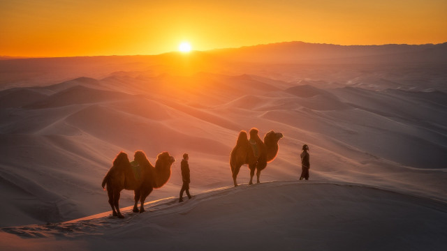 Three camels desert sunset horizon free wallpaper - medium preview image