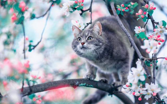 Cat branch cherry blossoms spring free wallpaper - medium preview image