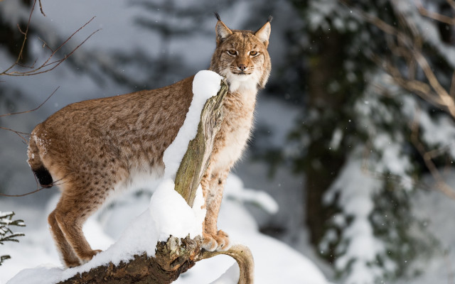 Lynx snowy forest branch wildlife free wallpaper - medium preview image