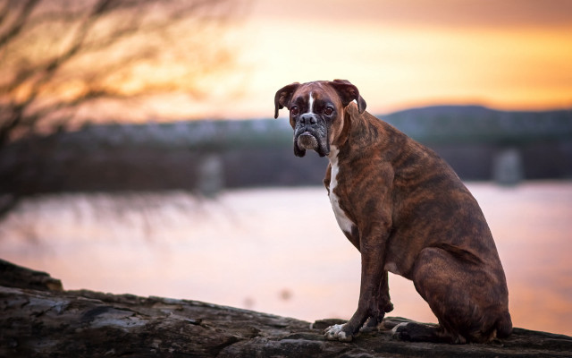 Dog log lake sunset portrait free wallpaper - medium preview image