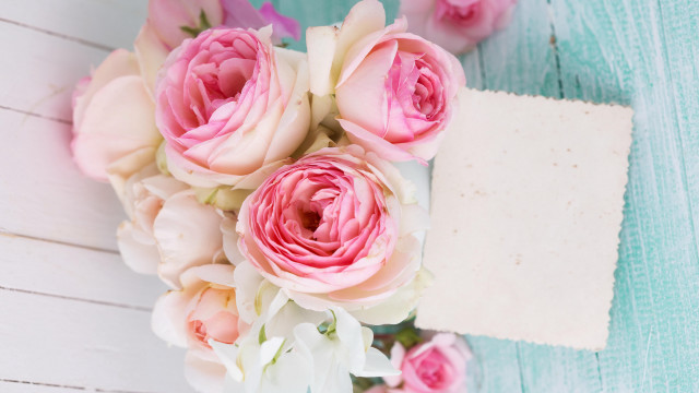 Pink roses blue table white free wallpaper - medium preview image