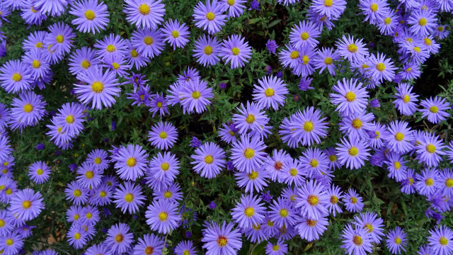 Purple flower field yellow centers free wallpaper - medium preview image