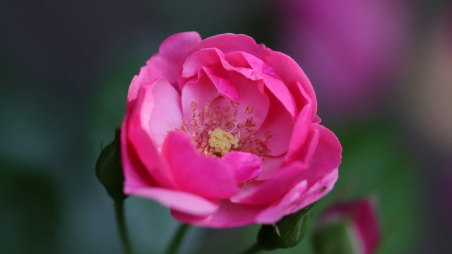 Pink flower green blurry rococo free wallpaper - medium preview image