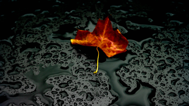 Leaf puddle water drops yellow free wallpaper - medium preview image