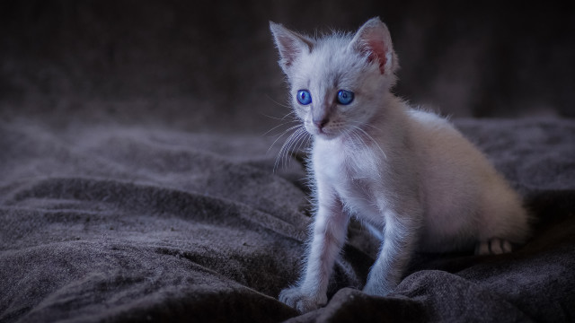 White kitten blue eyes serious #3 free wallpaper - medium preview image