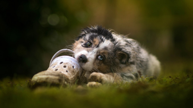 Dog toy muzzle grass portrait free wallpaper - medium preview image