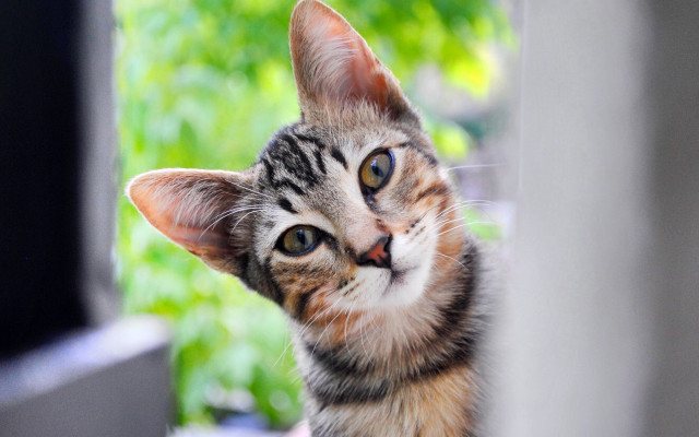 Cat looking window blurry background free wallpaper - medium preview image