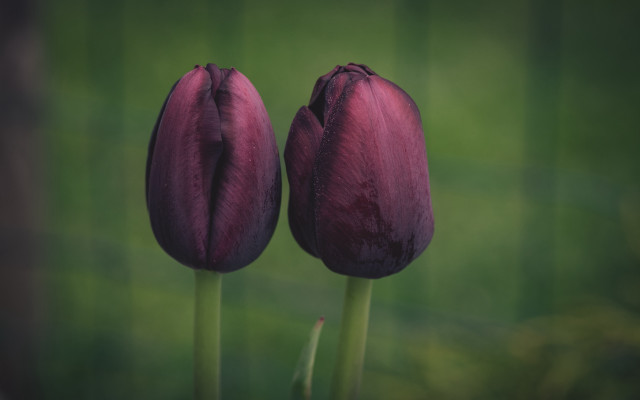 Purple tulips vase table green free wallpaper - medium preview image