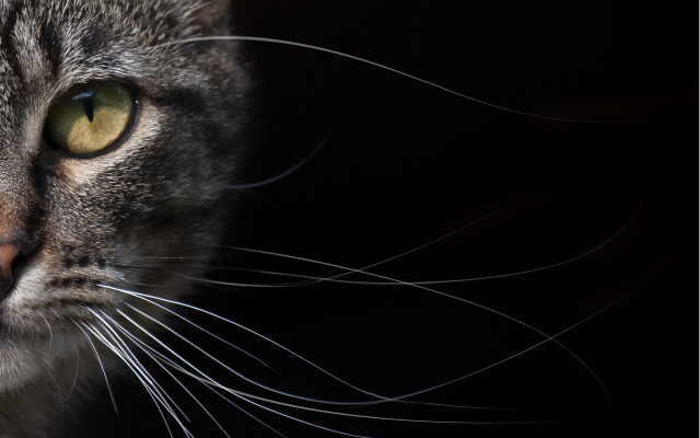 Cat yellow eyes looking distance free wallpaper for desktop - medium preview image