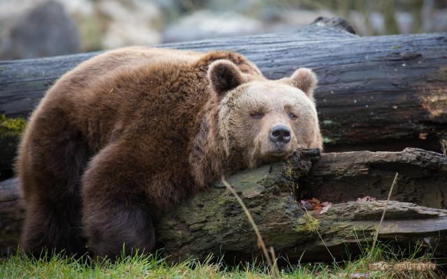 Brown bear log sad wildlife free wallpaper - medium preview image
