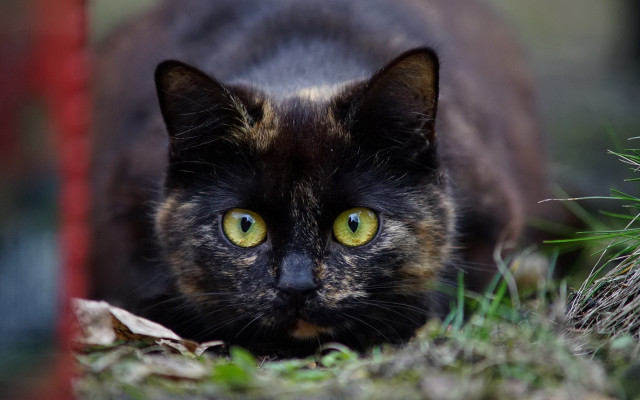 Cat yellow eyes walking grass free wallpaper - medium preview image