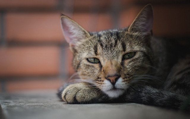 Cat laying on ground brick free wallpaper - medium preview image