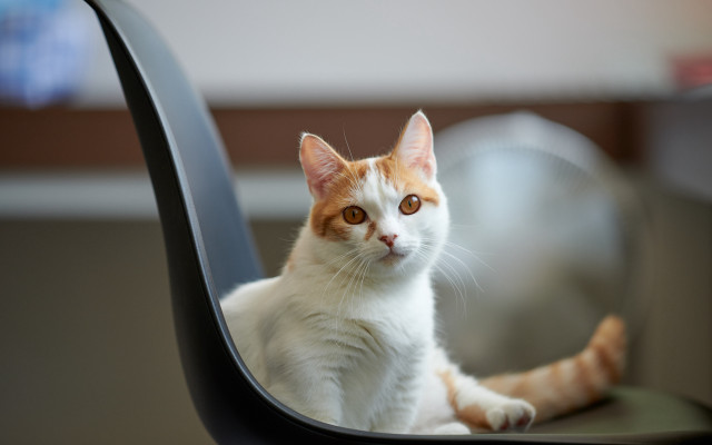 Serious cat chair ascii photo free wallpaper - medium preview image