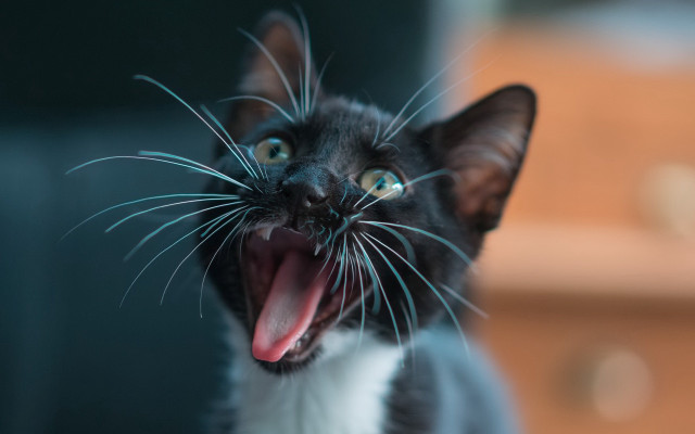 Black white cat mouth tongue free wallpaper - medium preview image