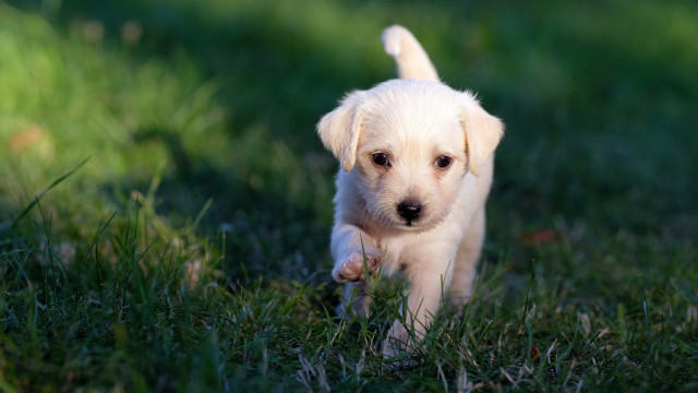 Puppy running grass stick ball free wallpaper - medium preview image