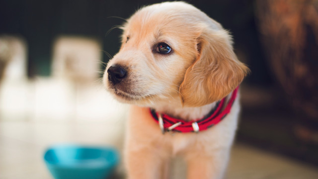 Puppy shiba inu blue bowl free wallpaper - medium preview image