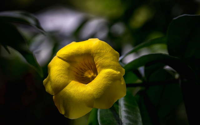 Yellow flower green leaves macro #8 free wallpaper - medium preview image