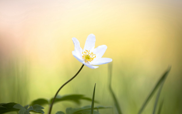 White flower yellow center grass #2 free wallpaper - medium preview image